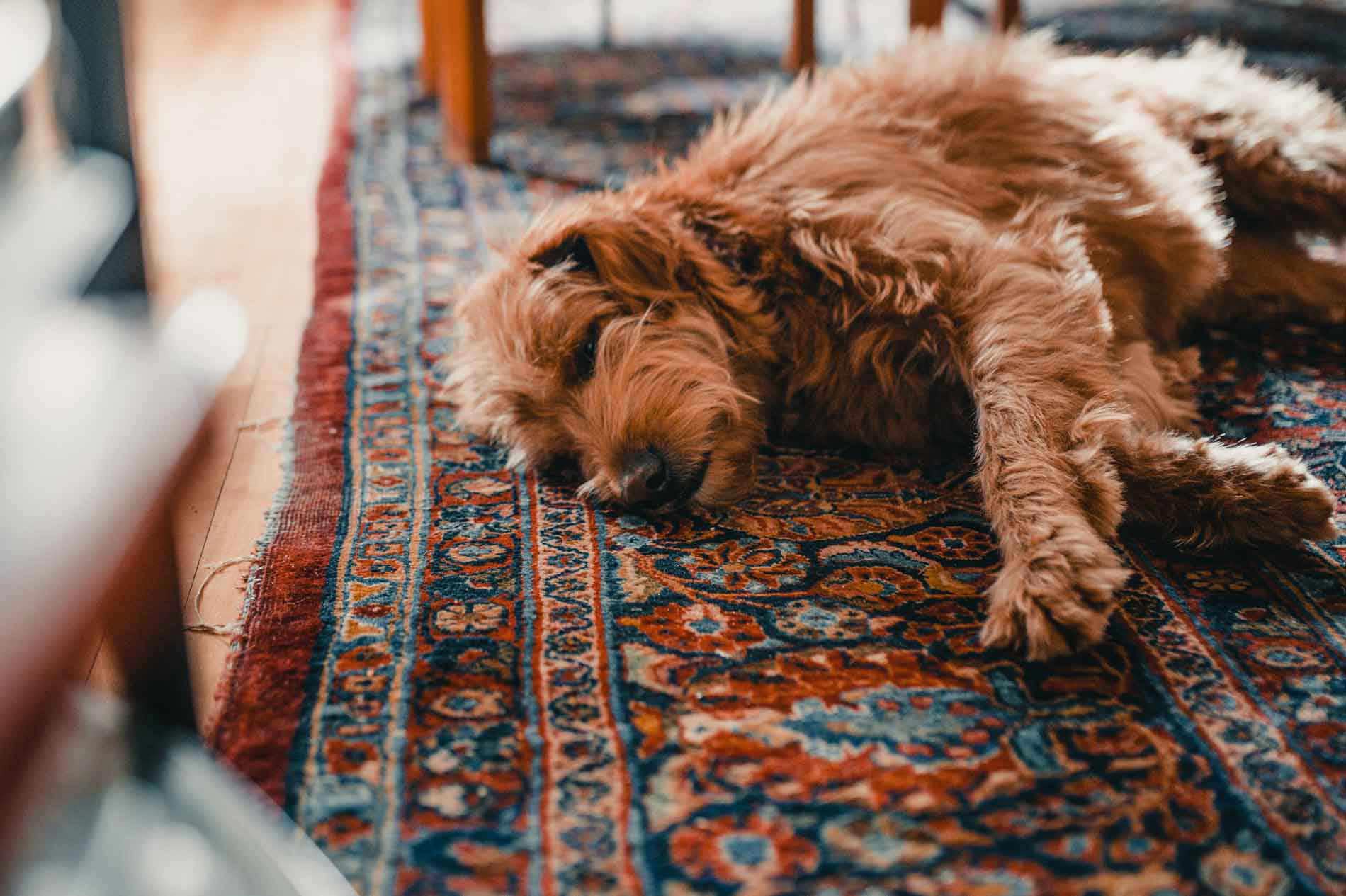 Dog Resting On Carpet