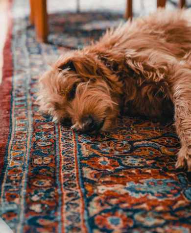 Dog Resting On Carpet