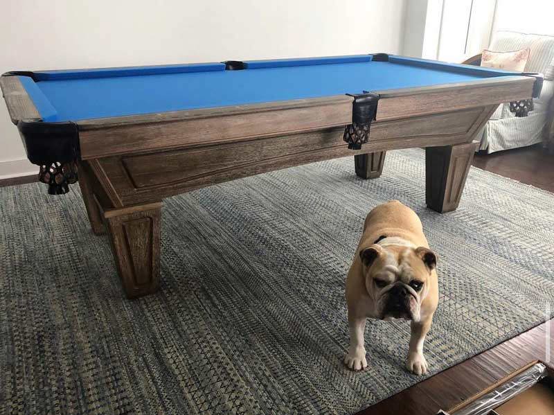 Pug standing under table on carpet